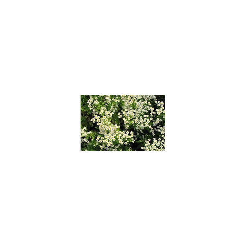 CAMOMILLE MATRICAIR FL ENT 100GR