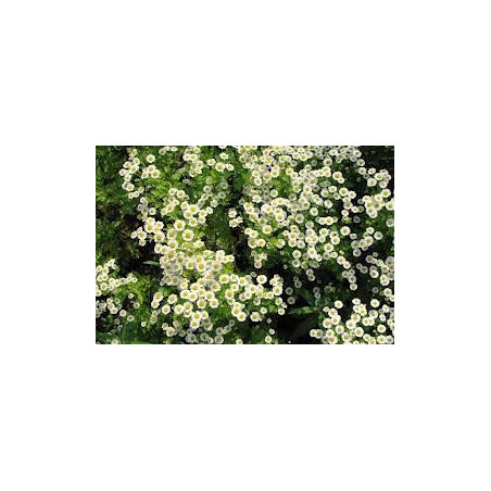 CAMOMILLE MATRICAIR FL ENT 100GR