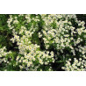 CAMOMILLE MATRICAIR FL ENT 100GR