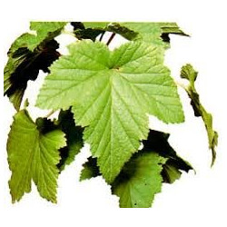 CASSIS FEUILLES 100GR
