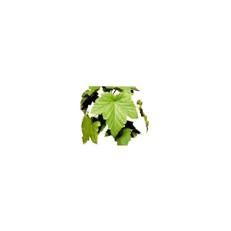 CASSIS FEUILLES 100GR