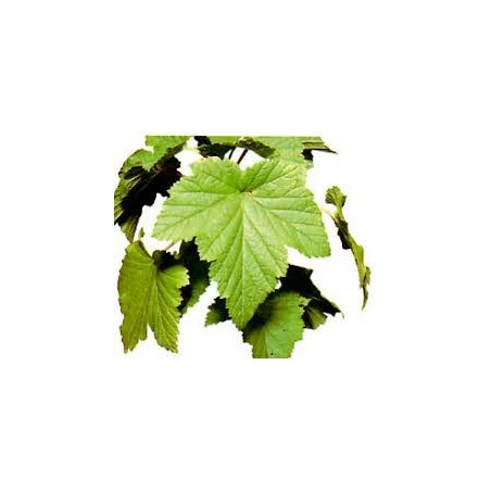 CASSIS FEUILLES 100GR