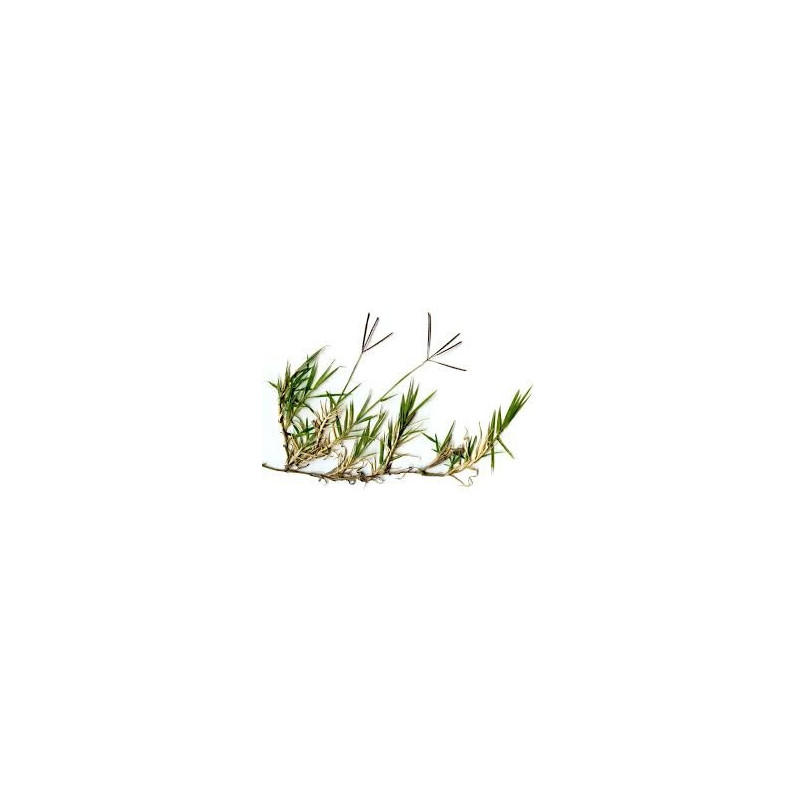 CHIENDENT RHIZOMES 100GR