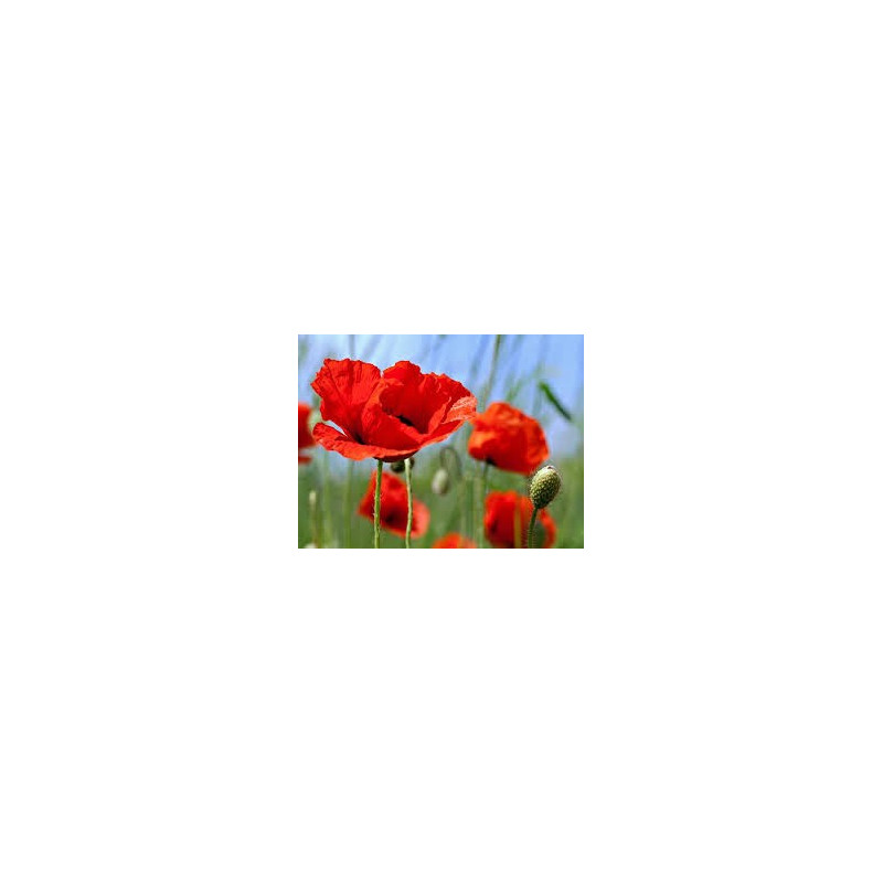 COQUELICOT 100GR