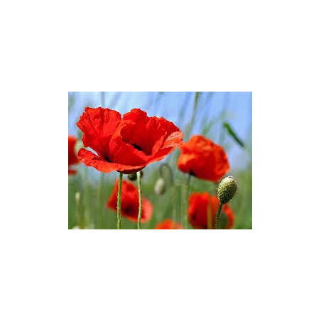 COQUELICOT 100GR
