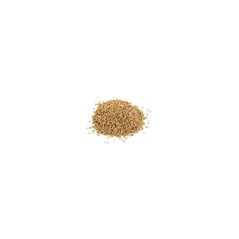 CORIANDRE 100GR