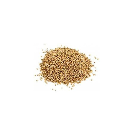 CORIANDRE 100GR