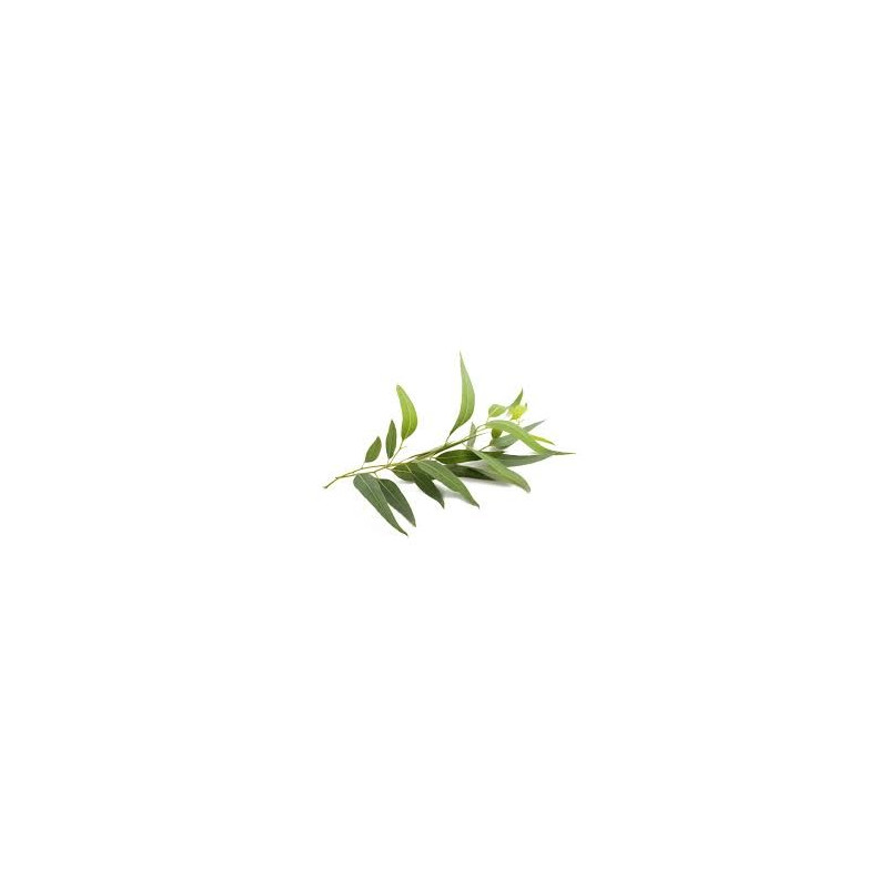 EUCALYPTUS CP 100GR