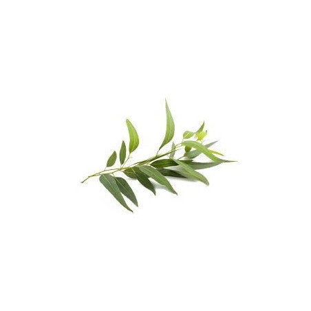 EUCALYPTUS CP 100GR