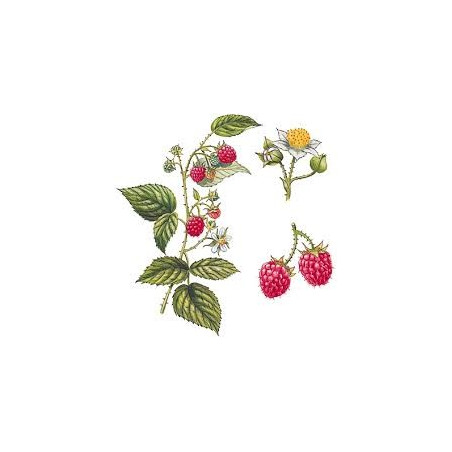 FRAMBOISIER 100GR