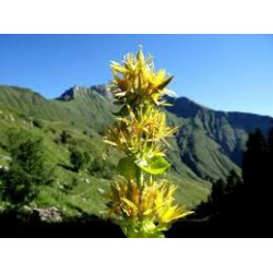 GENTIANE RACINE 100GR