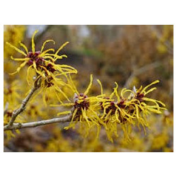 HAMAMELIS 100GR