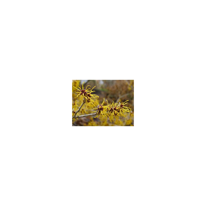 HAMAMELIS 100GR