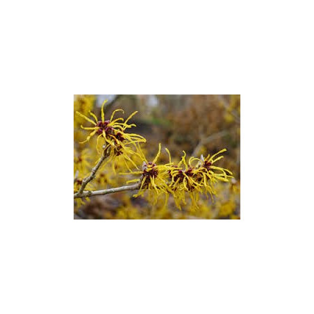 HAMAMELIS 100GR