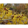 HAMAMELIS 100GR