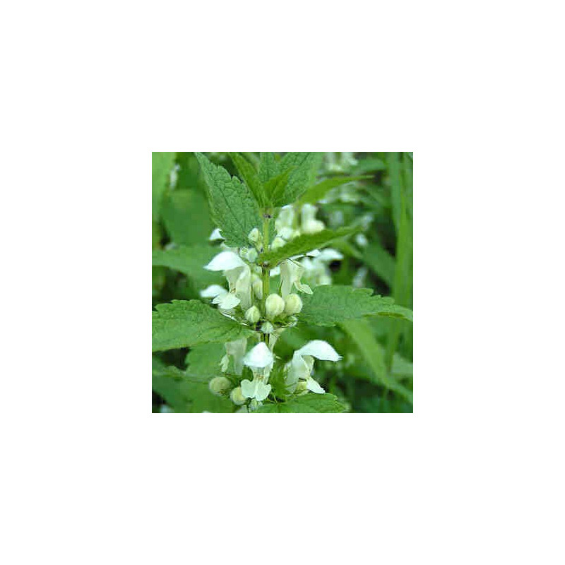 ORTIE BLANCHE 100GR LAMIER BLANC