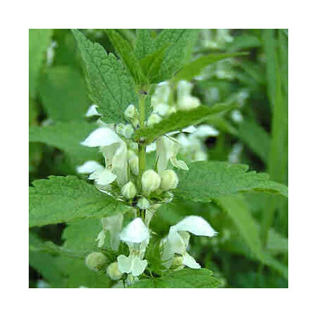 ORTIE BLANCHE 100GR LAMIER BLANC