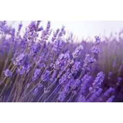 LAVANDE FLEURS 100GR