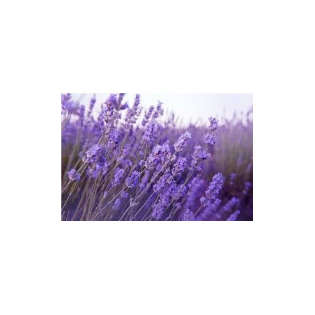 LAVANDE FLEURS 100GR
