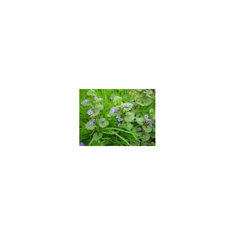 LIERRE TERRESTRE 100GR LIERRE TERRESTRE 100GR