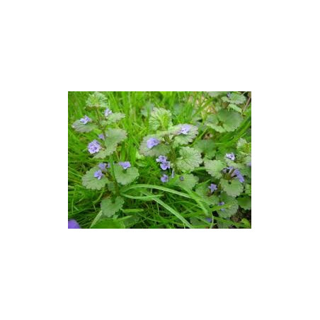 LIERRE TERRESTRE 100GR