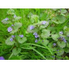 LIERRE TERRESTRE 100GR