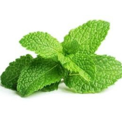 MENTHE POIVREE FE ENT 100GR