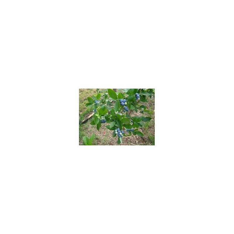 MYRTILLIER 100GR