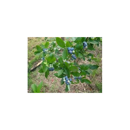 MYRTILLIER 100GR