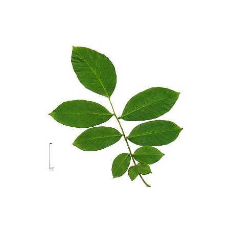 NOYER FE 100GR