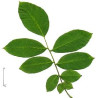 NOYER FE 100GR