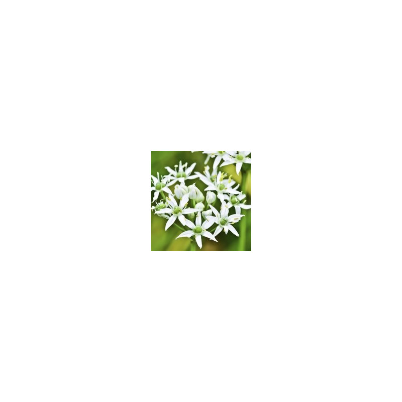 AIL DES OURS 100GR