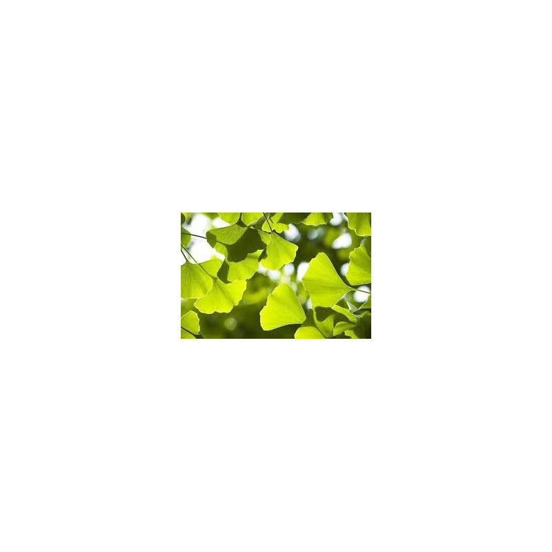 GINKGO BILOBA 100GR