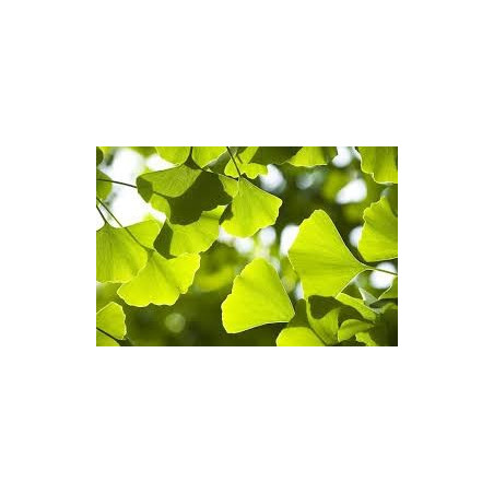 GINKGO BILOBA 100GR
