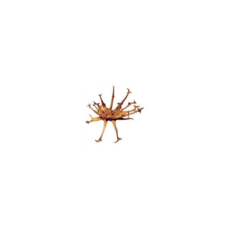 GRIFFE DU DIABLE 100GR HARPAGOPHYTUM GRIFFE DU DIABLE 100GR HARPAGOPHYTUM