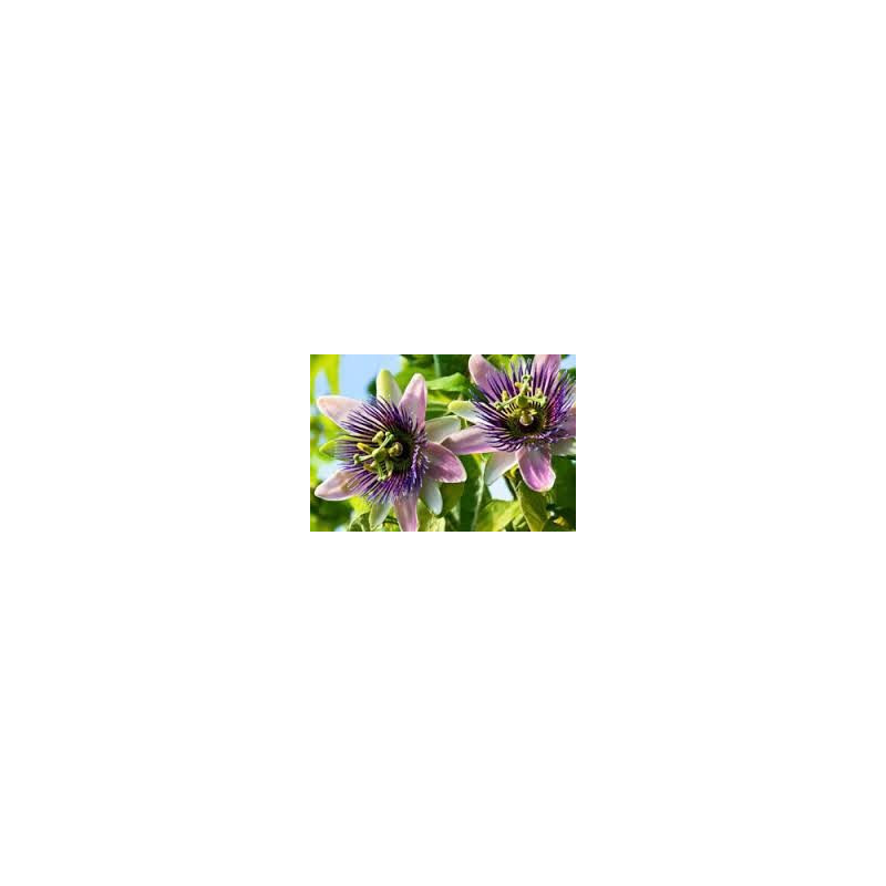 PASSIFLORE 100GR