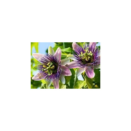 PASSIFLORE 100GR