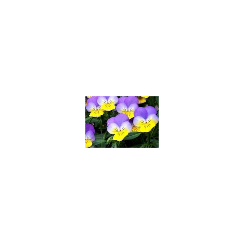 PENSEE SAUVAGE 100GR