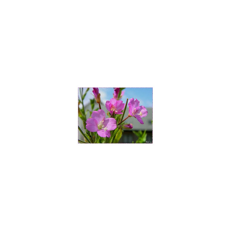 EPILOBE PLANTE CP 100GR