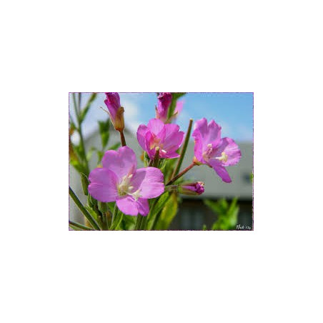 EPILOBE PLANTE CP 100GR