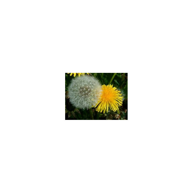 PISSENLIT  100GR
