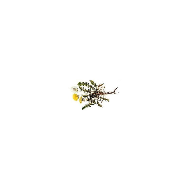 PISSENLIT RACINE  100GR