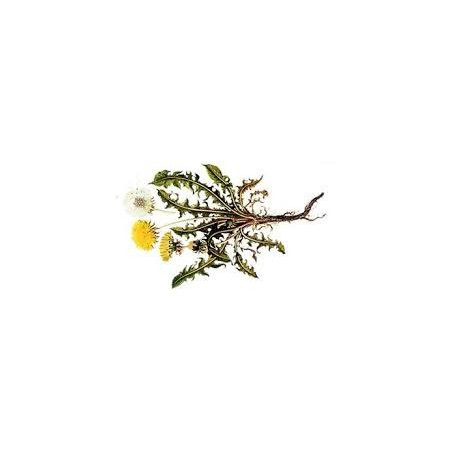 PISSENLIT RACINE  100GR