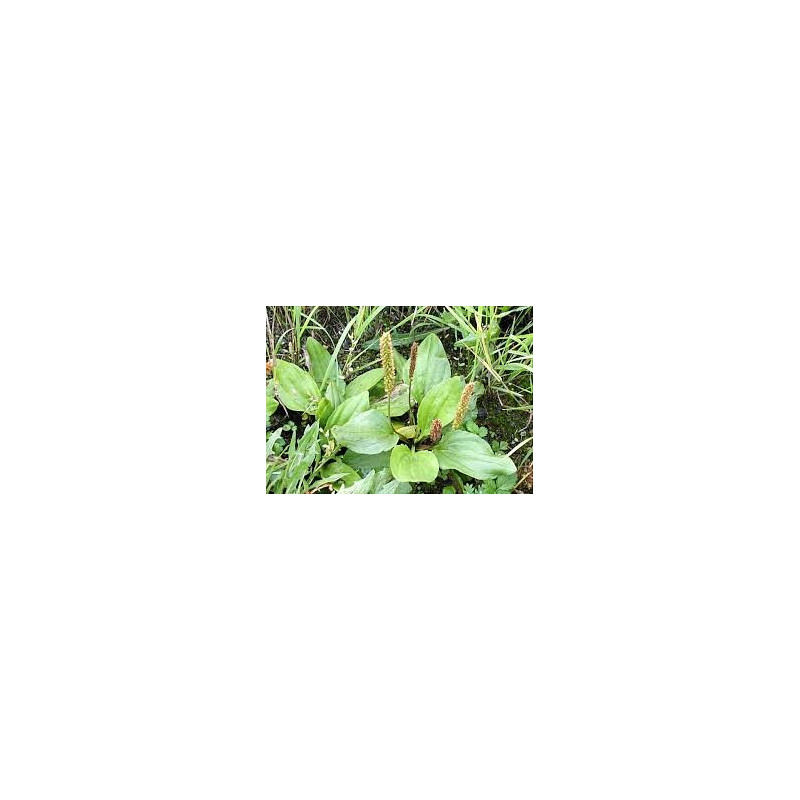 PLANTAIN 100GR