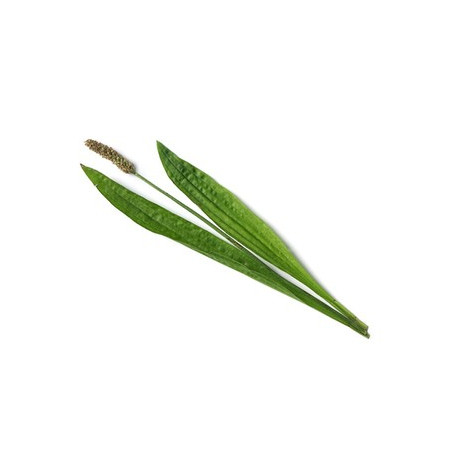 PLANTAIN LANCEOLE 100GR