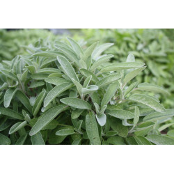 SAUGE OFFICINALE 100GR