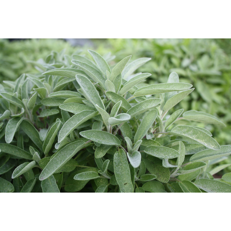 SAUGE OFFICINALE 100GR