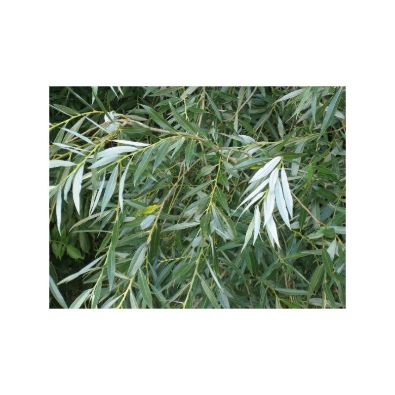 SAULE BLANC ECORCE 100GR