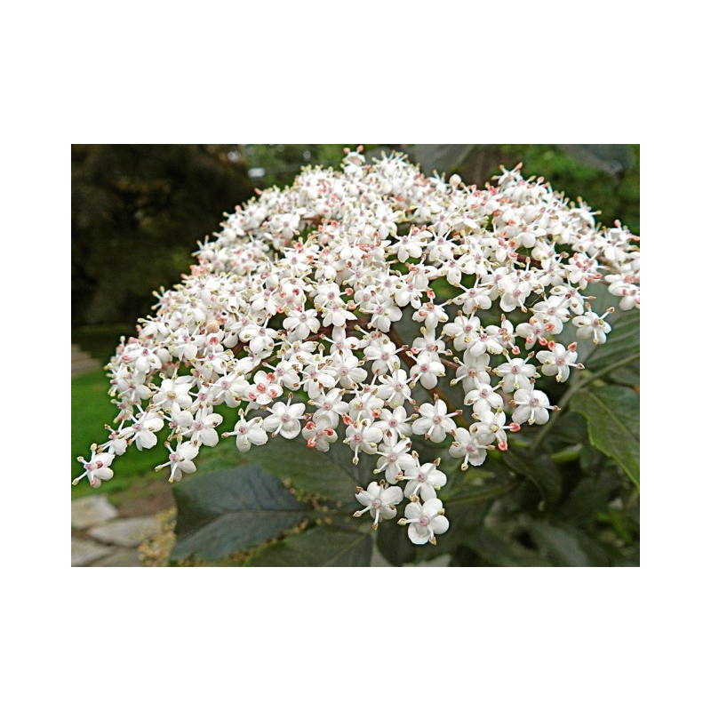 SUREAU fleur entière 100GR