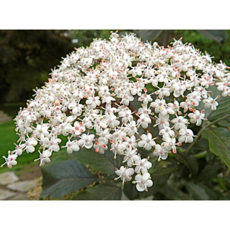 SUREAU fleur entière 100GR